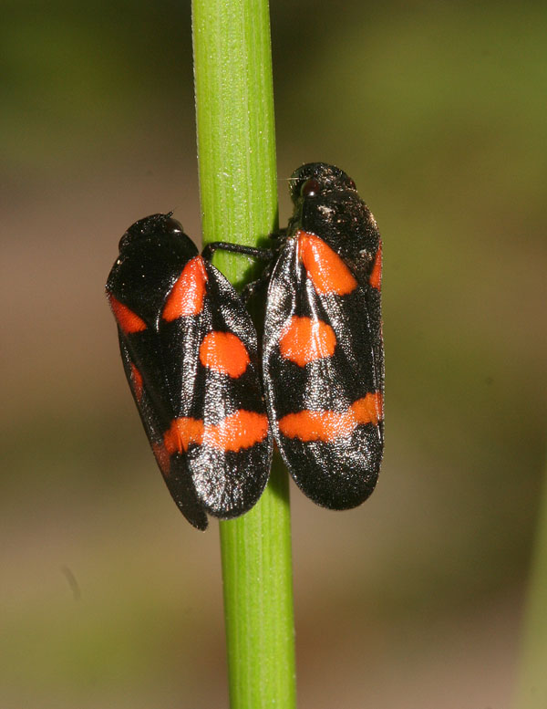 Cercopis sanguinolenta o arcuata?